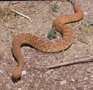 Red diamondback rattlesnake