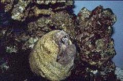 Moray Eel