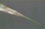 Needlefish