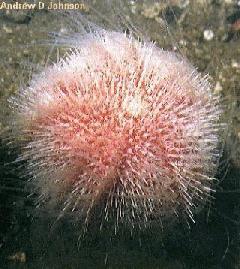 Sea Urchin