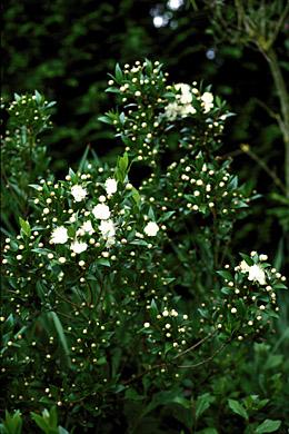 Myrtus communis