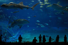 Okinawa Churaumi Public Aquarium 